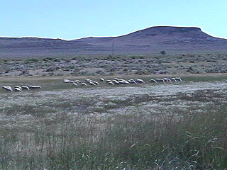 sheep meadow